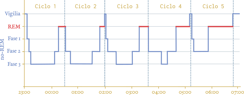 Ciclos REM y no-REM durante la noche