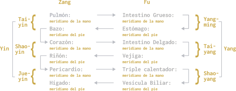 Circulación por los meridianos principales