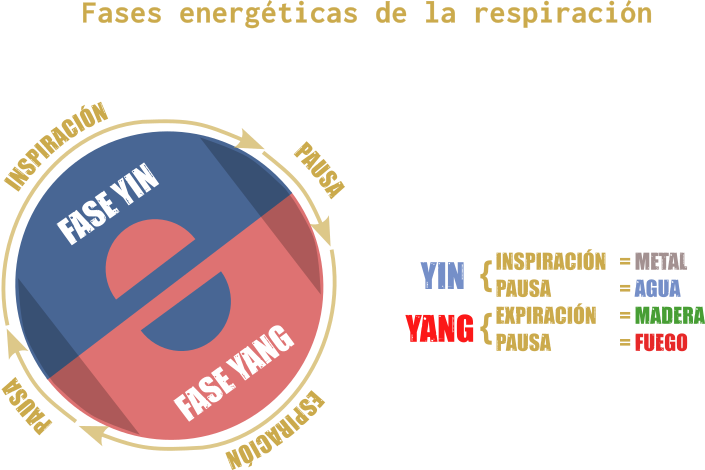 Fases energéticas de la respiración