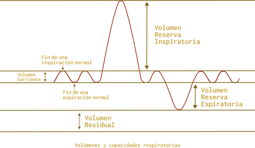 Volúmenes y capacidades respiratorias