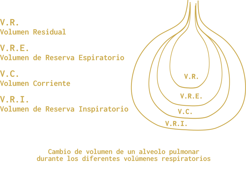 Volumen del alveolo pulmonar